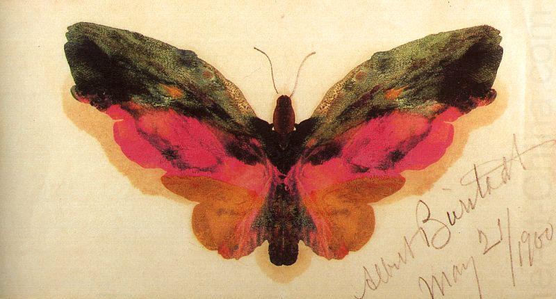 Butterfly, Albert Bierstadt